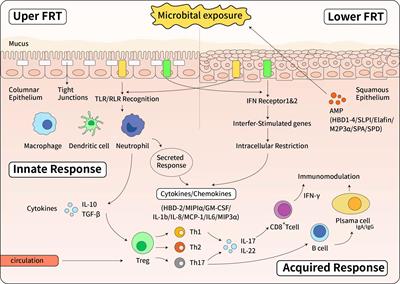 The Interplay Between Cervicovaginal Microbial Dysbiosis and Cervicovaginal Immunity